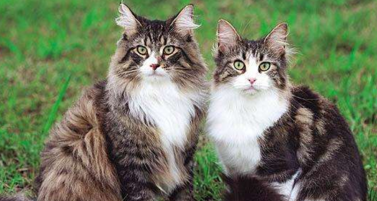 马山山的猫是什么品种