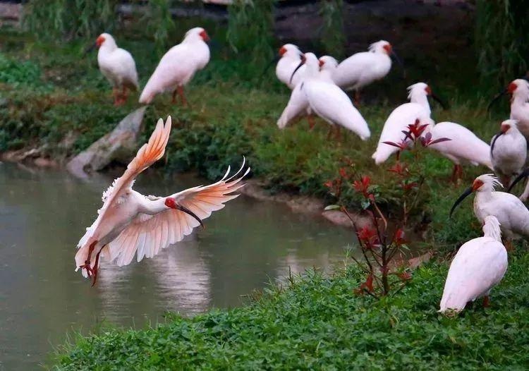 歡樂暑假遊陝西 動物園位於寶雞人民公園東北角,這裡節奏很慢,很適合