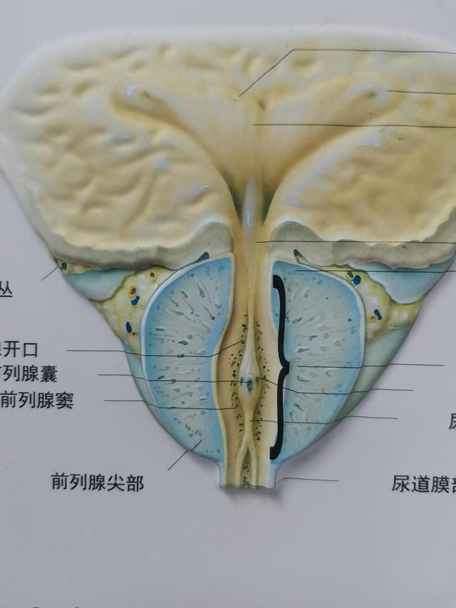 前列腺增大什么原因引起的