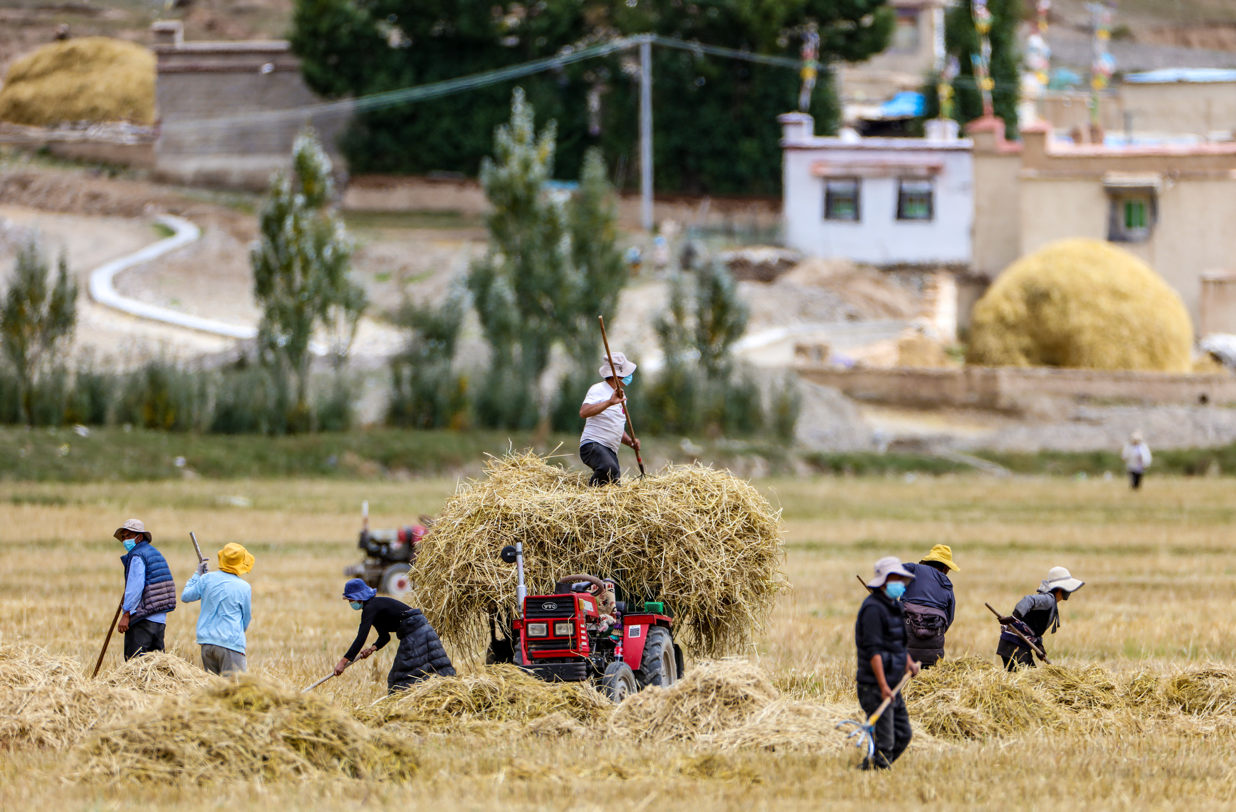 西藏林周:青稞地里丰收忙