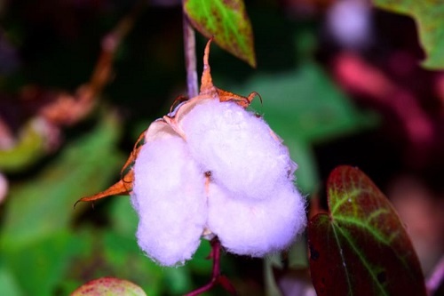 三沙永兴岛发现多年生,半野生种陆地棉花