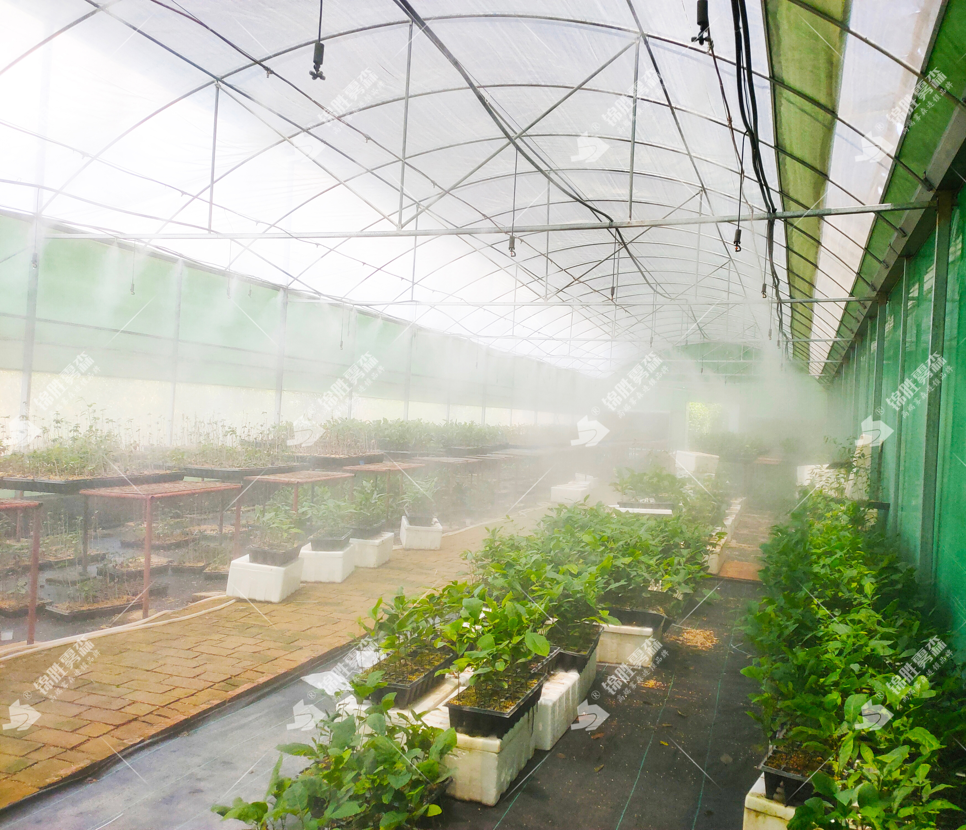 智能喷雾加湿装置成为温室大棚花卉菌菇种植关键——锦胜雾森