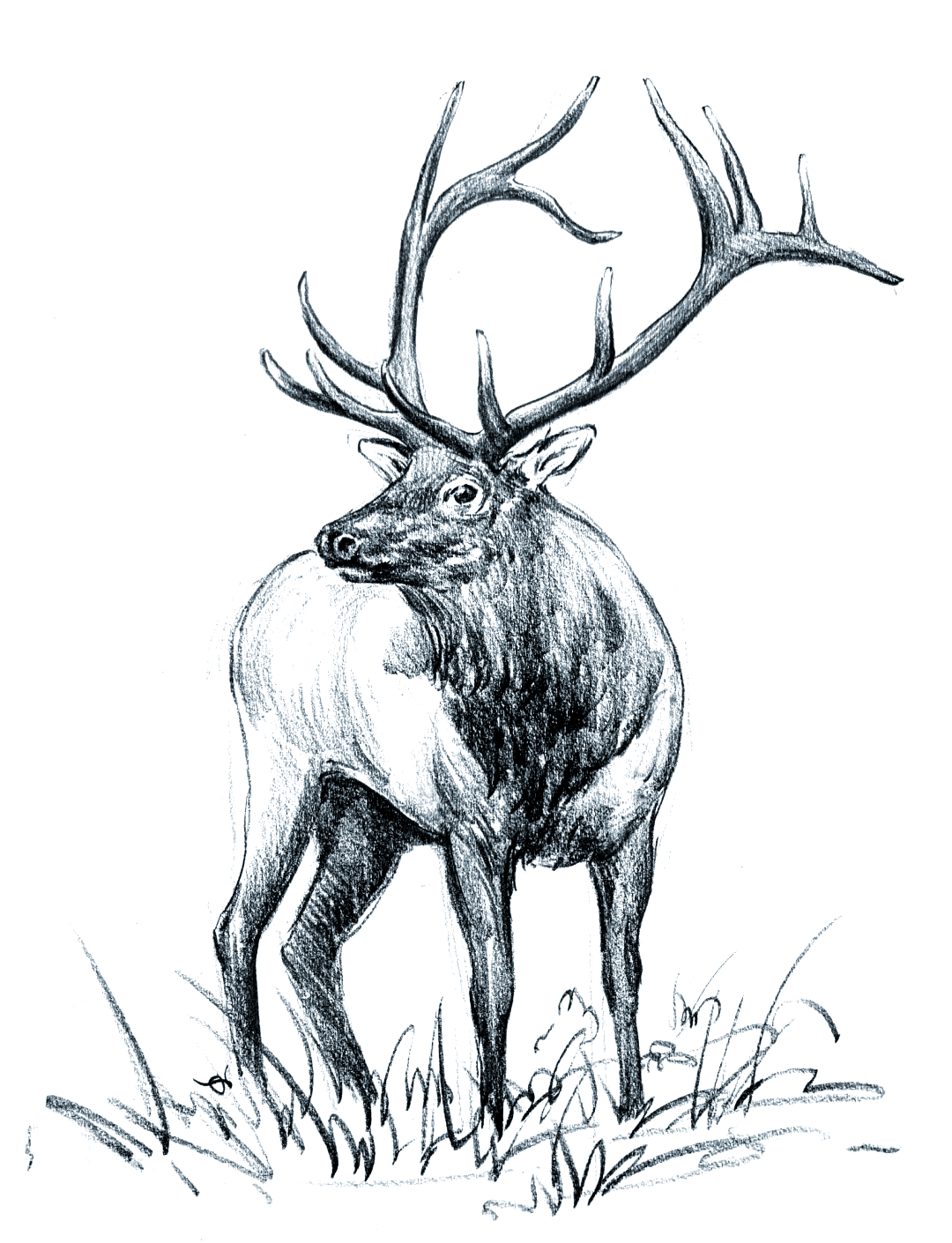 速写鹿的画法全攻略,轻松掌握素描技巧