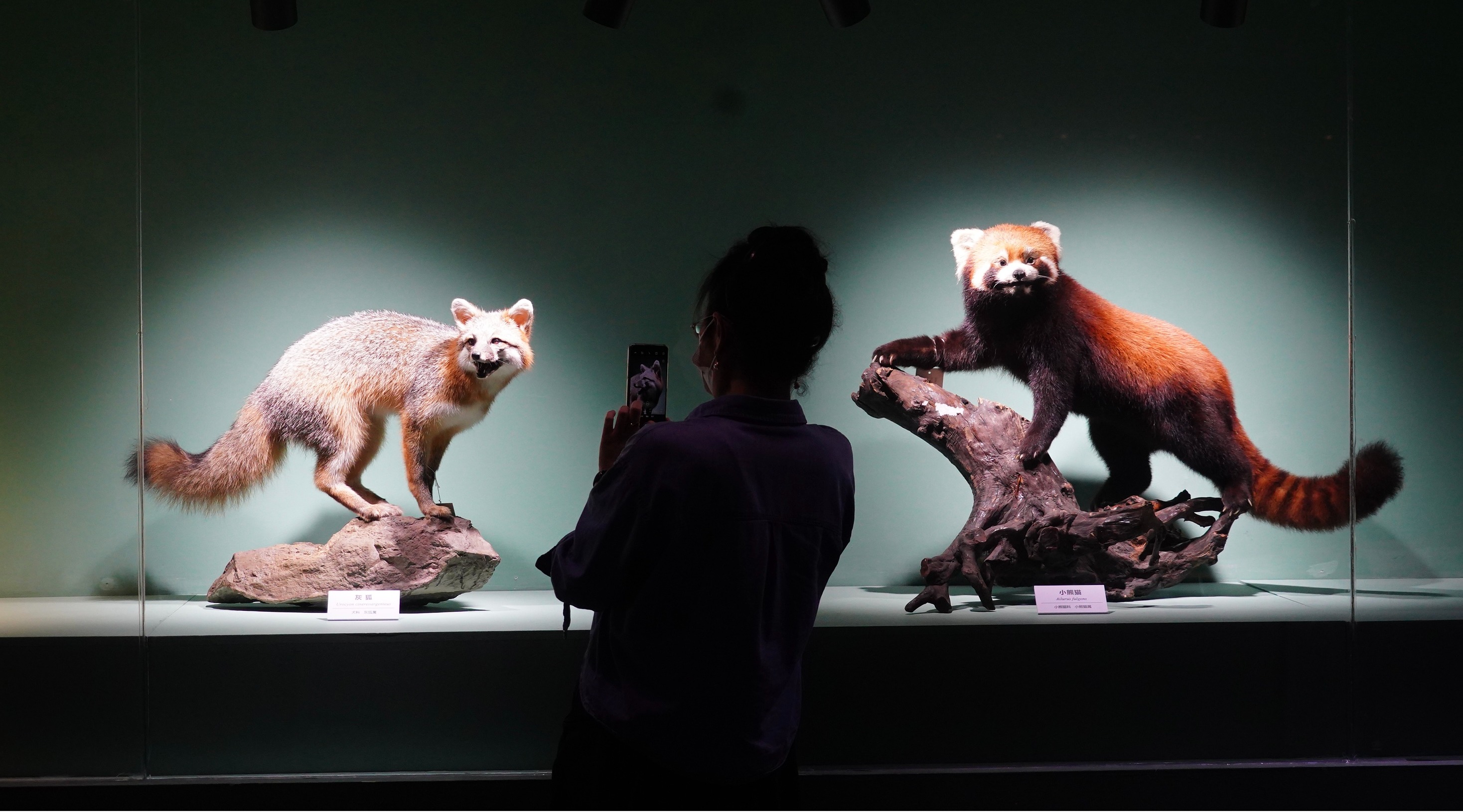 北京自然博物馆,50件野生动物标本为观众展示野性之美