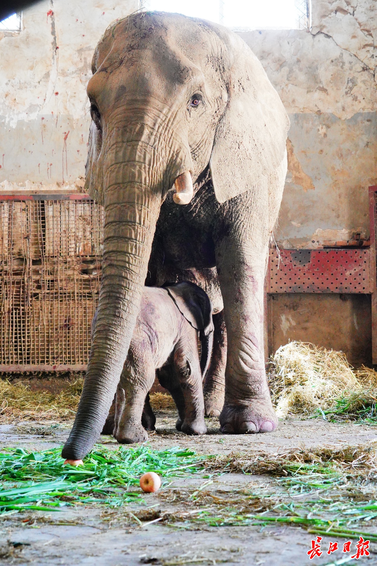 北京动物园非洲象图片