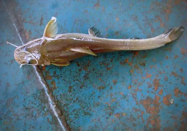 石扁头鱼:外貌奇特,味道鲜美,但钓获难度大