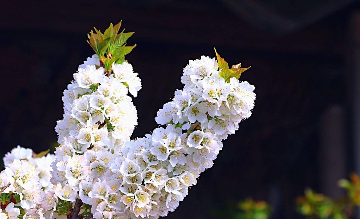 山东日照 樱桃花开引客游