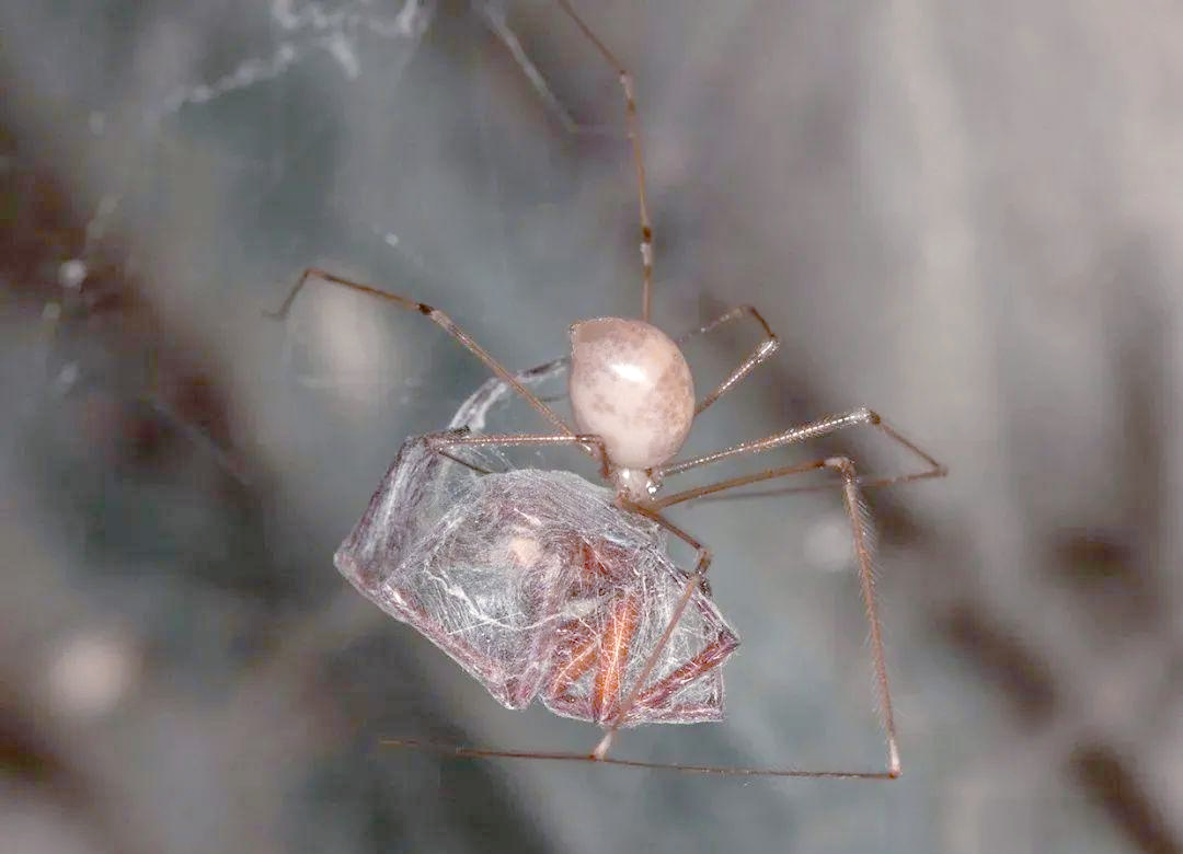 揭秘幽灵蜘蛛:家中的不速之客与自然帮手