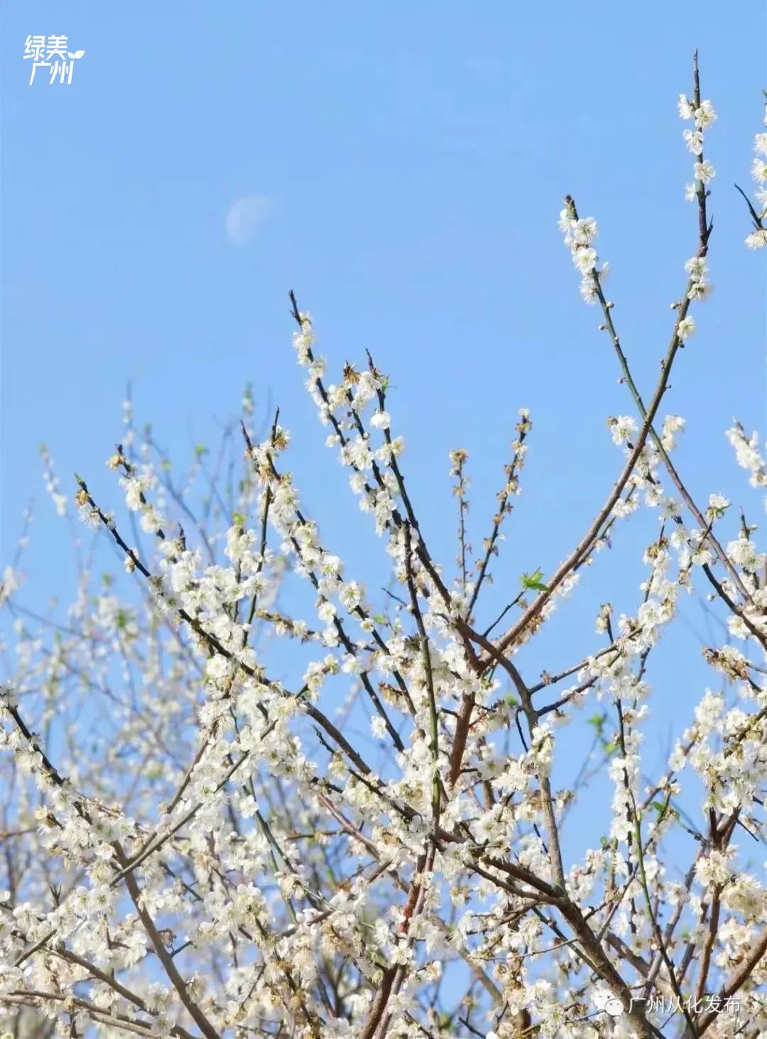 煙花秀嘉年華錦鯉遊廣州元旦假期活動安排上了