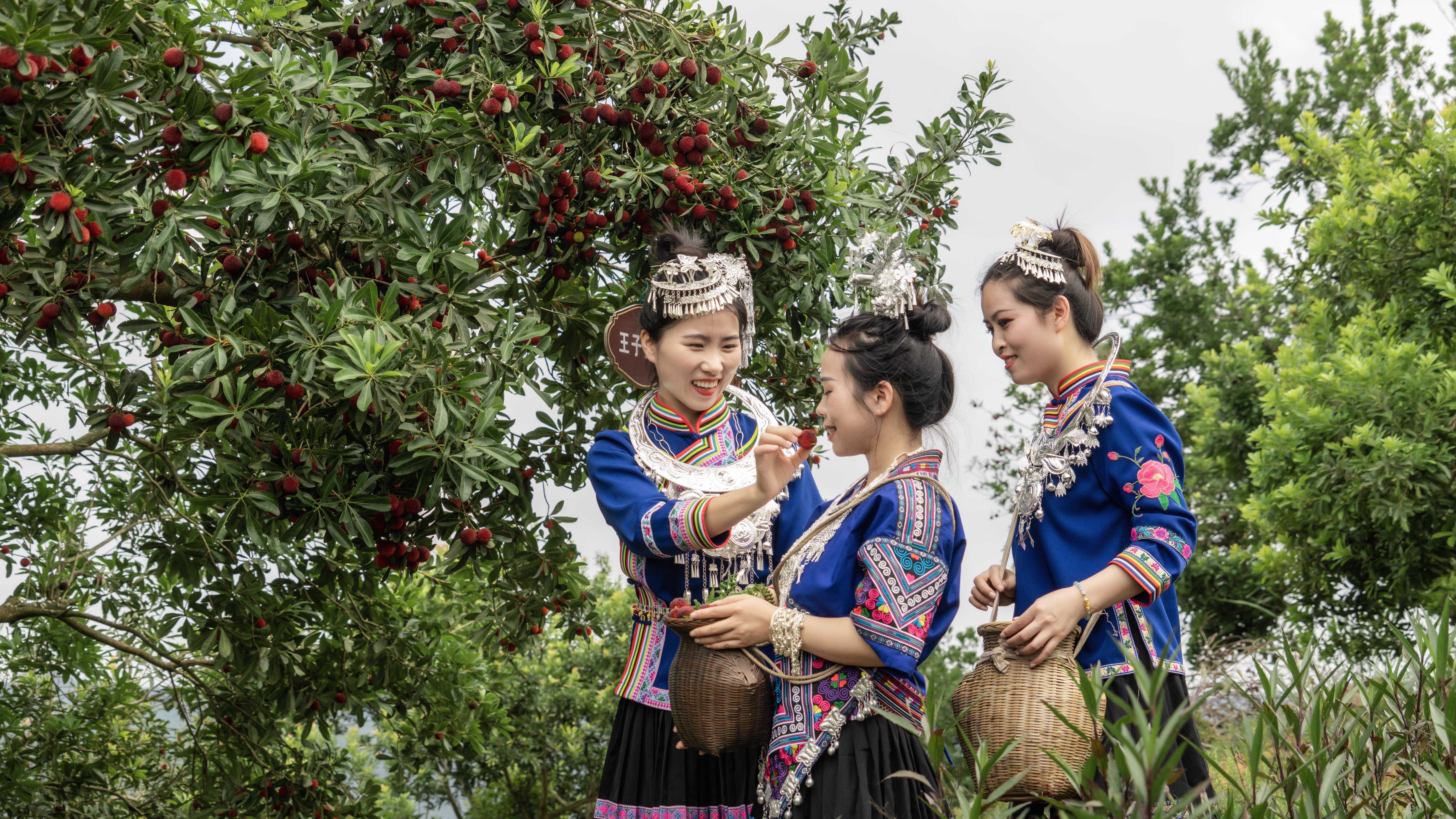 赴一场酸甜的靖州杨梅之约