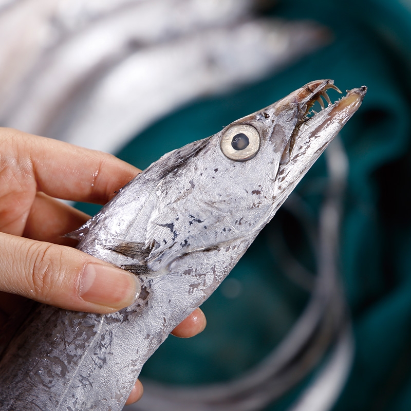 带鱼- 热门商品专区