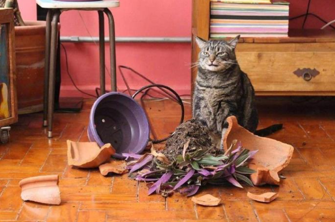 猫咪用了8年时间，证明家里的门真的是实木做的