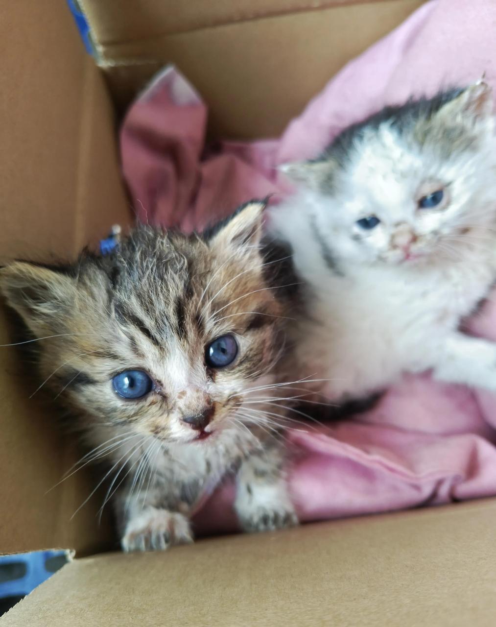 四只小猫生下来死了一只,还有一只被邻居要走了,剩下两只她们不想喂