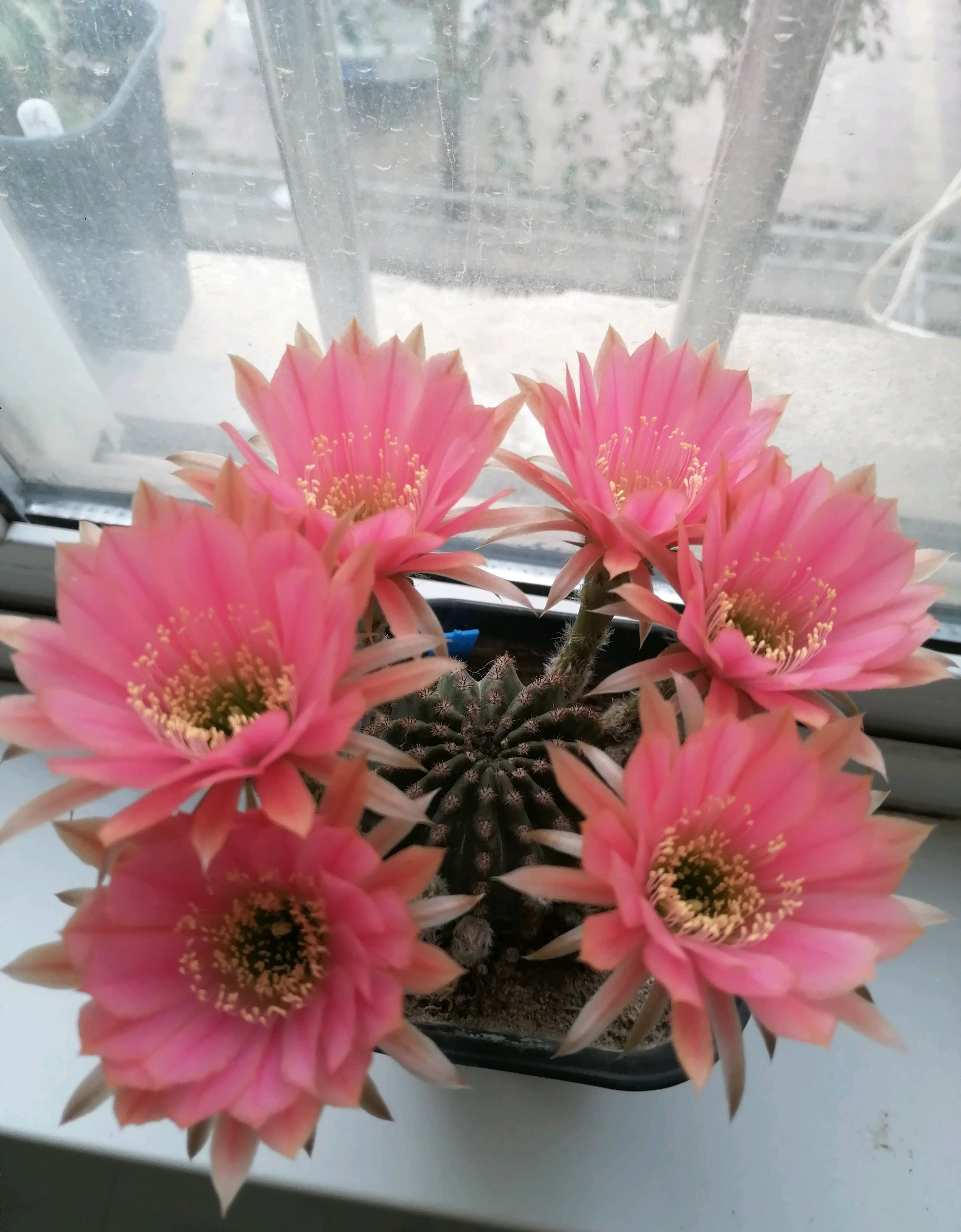 喜欢仙人球,就养"金刚"系列,颜值高,超爱开花,养护也简单