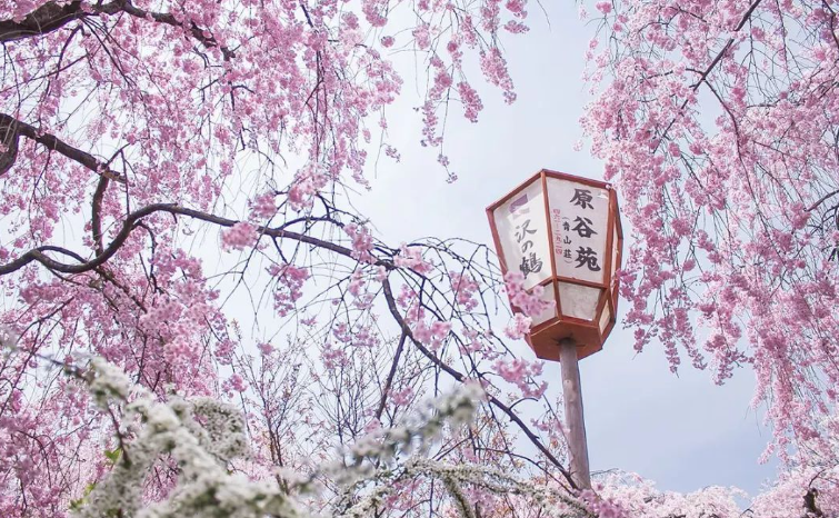 冬日里提前感受樱花雨的浪漫,日本气象台抢先预测樱花花期!