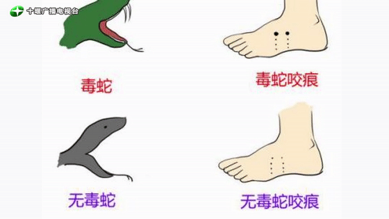 小心,有蛇出没!十堰消防紧急"抓捕"!