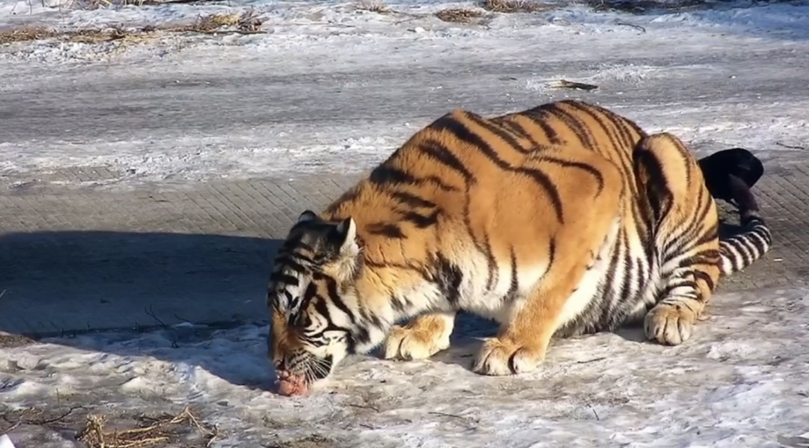 东北虎慢直播嗷呜嗷呜开饭啦