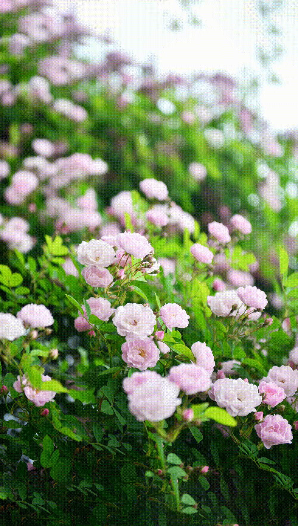 旺苍蔷薇花期将至!挑个晴朗周末,去感受一下"猝不及防"的安逸