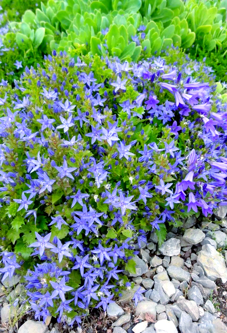 多款花量巨大的植物,轻松打造出美丽的花毯景观