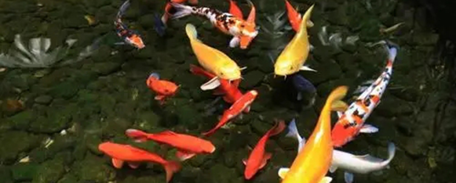 奶嘴鱼怎么养?奶嘴鱼是什么?