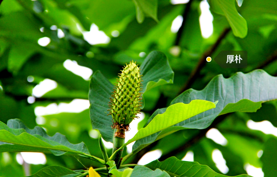 厚朴:一种值得了解的中药材