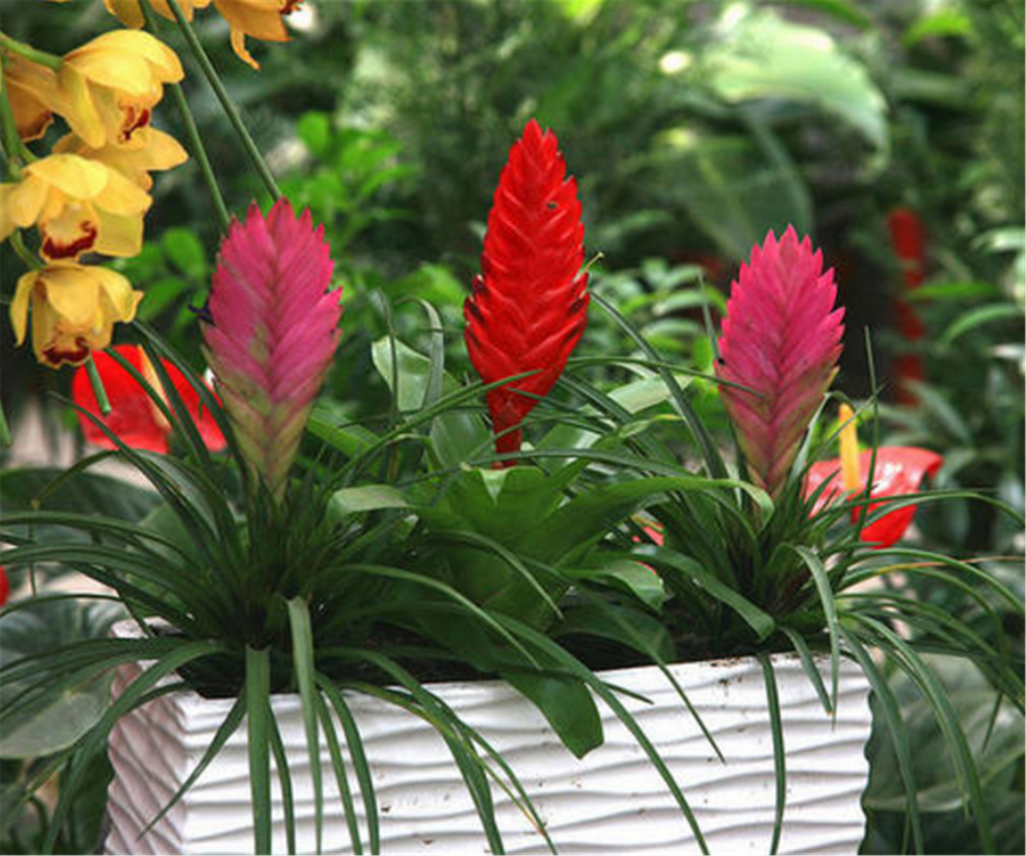 买来的铁兰花苞变绿是咋回事,花后无法再次开花,有啥办法解决?