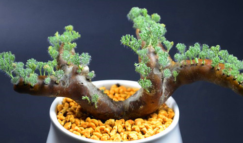 多肉品种:白皮月界,十大名肉之一,茎,叶,花都有观赏价值