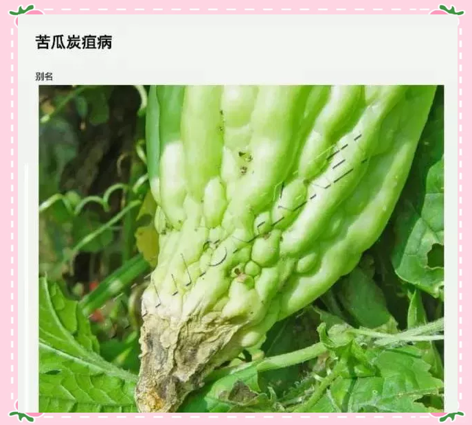苦瓜多种病害高清图谱及介绍