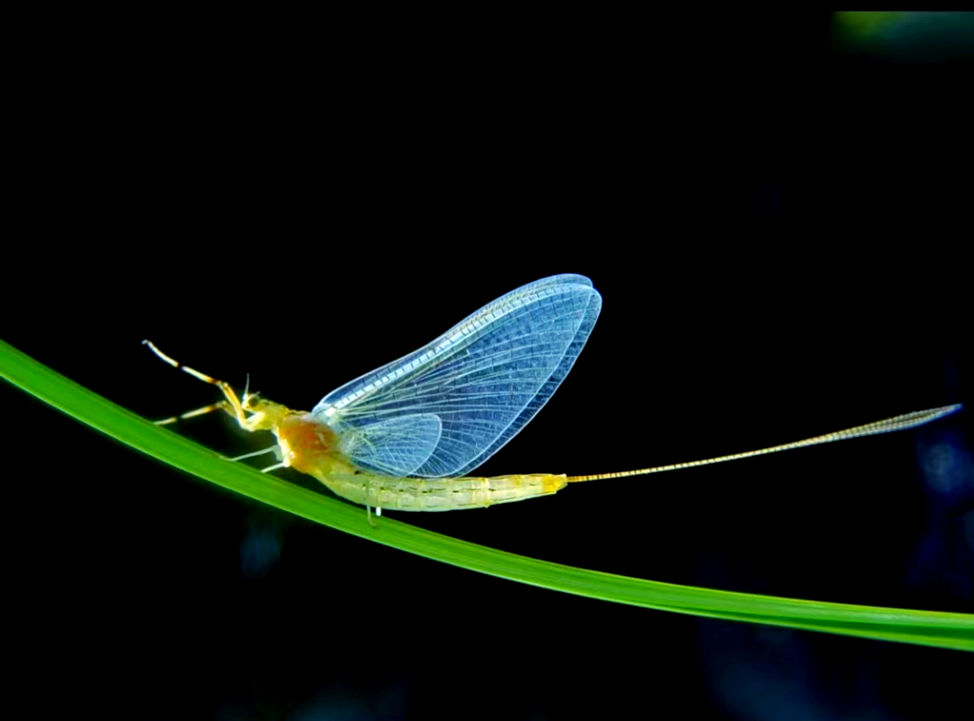 蜉蝣:古老而美丽的昆虫之旅