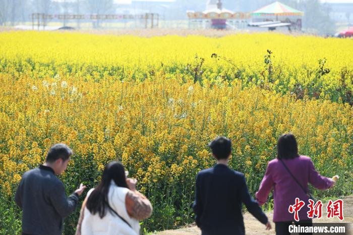 潼南油菜花高清图片图片