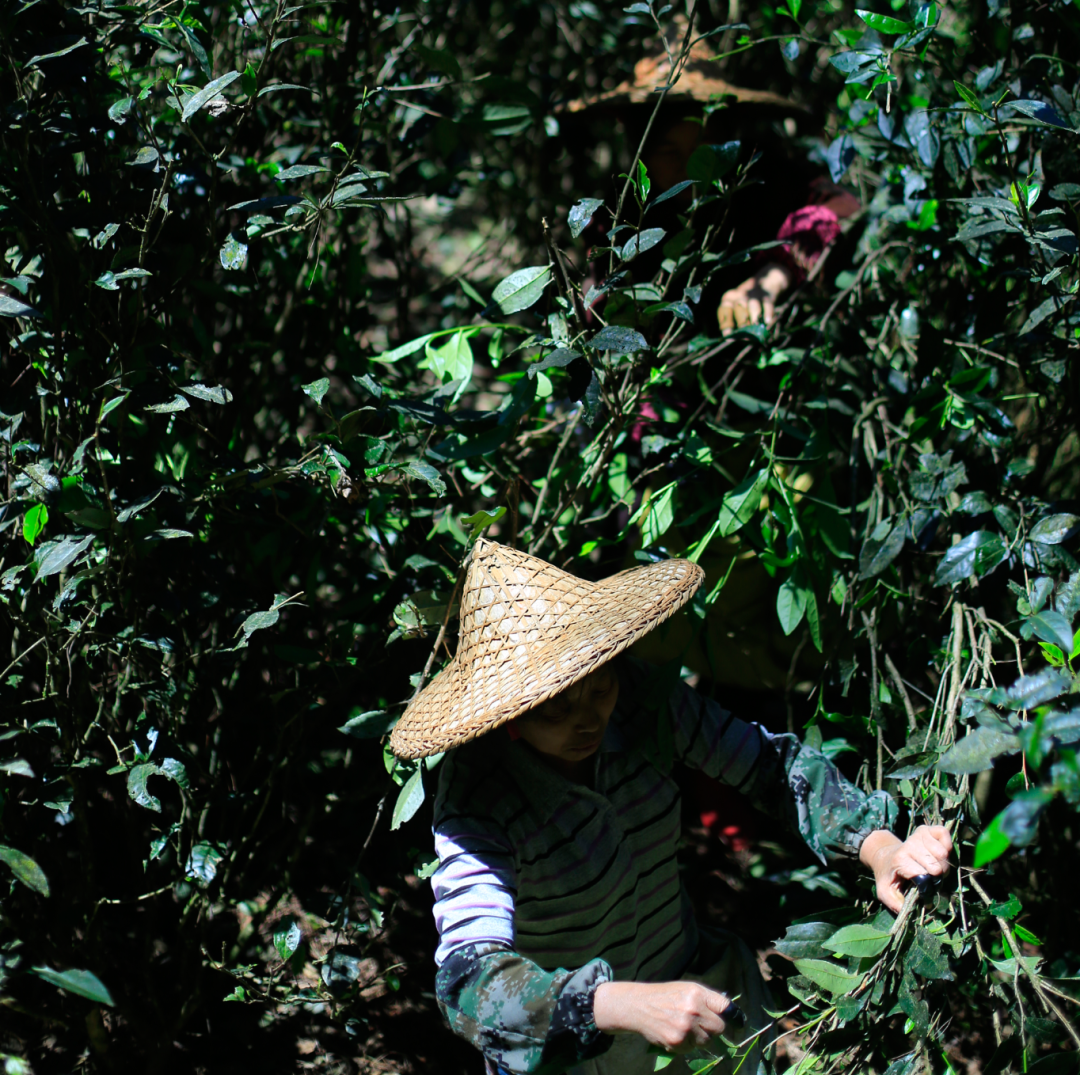 众筹丨百年树龄的野生岩茶,一年才产数百斤,能喝到的人都有福了!