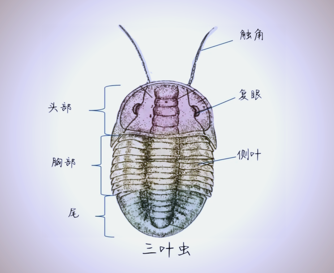 节肢动物门的多样性与分类详解