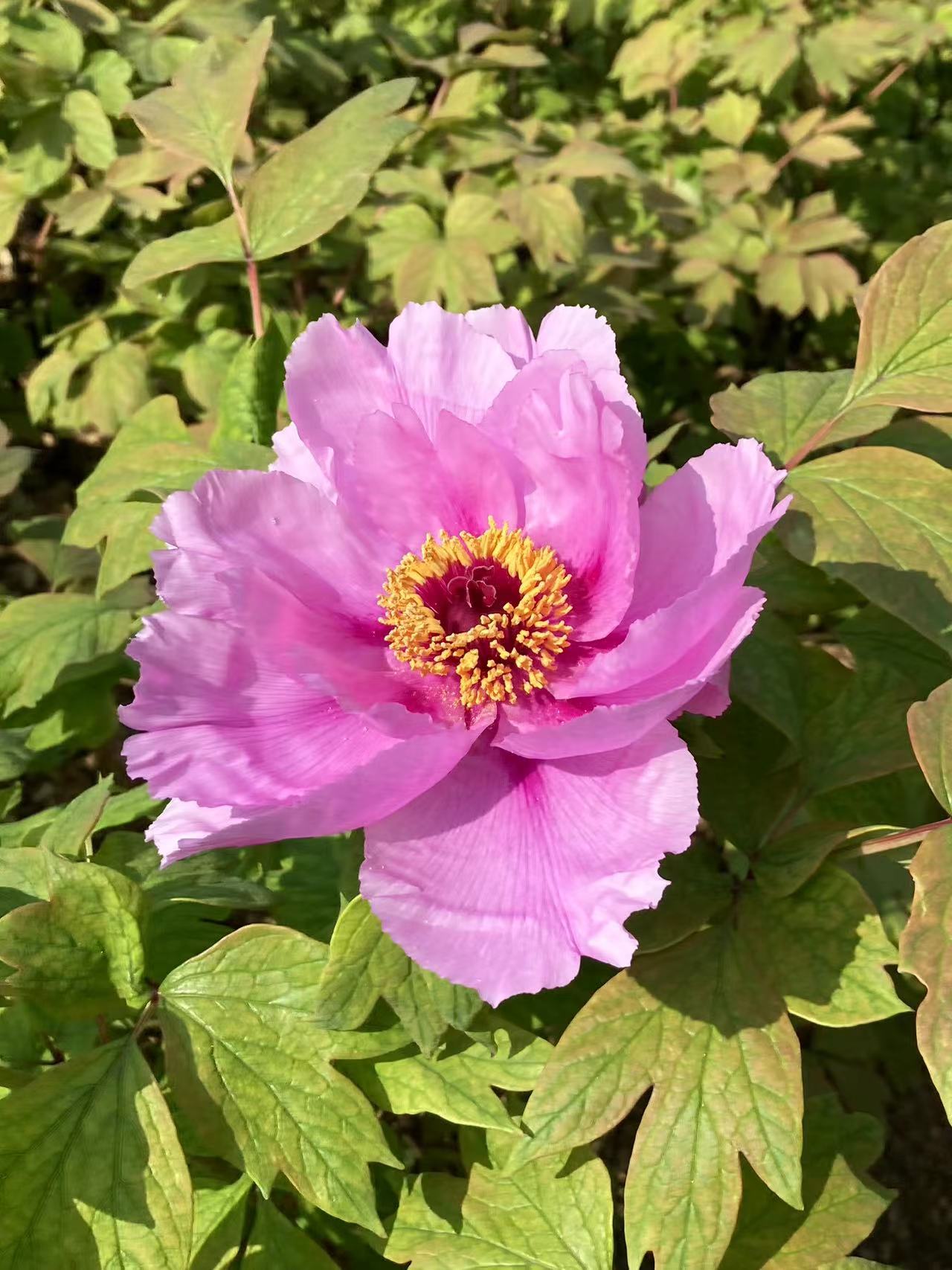 垫江牡丹(旅行散文系列)