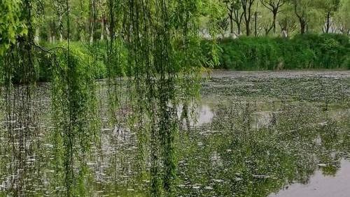 楊花柳絮漫天飛舞惹人惱——在文人筆下,別有一番風情在其中