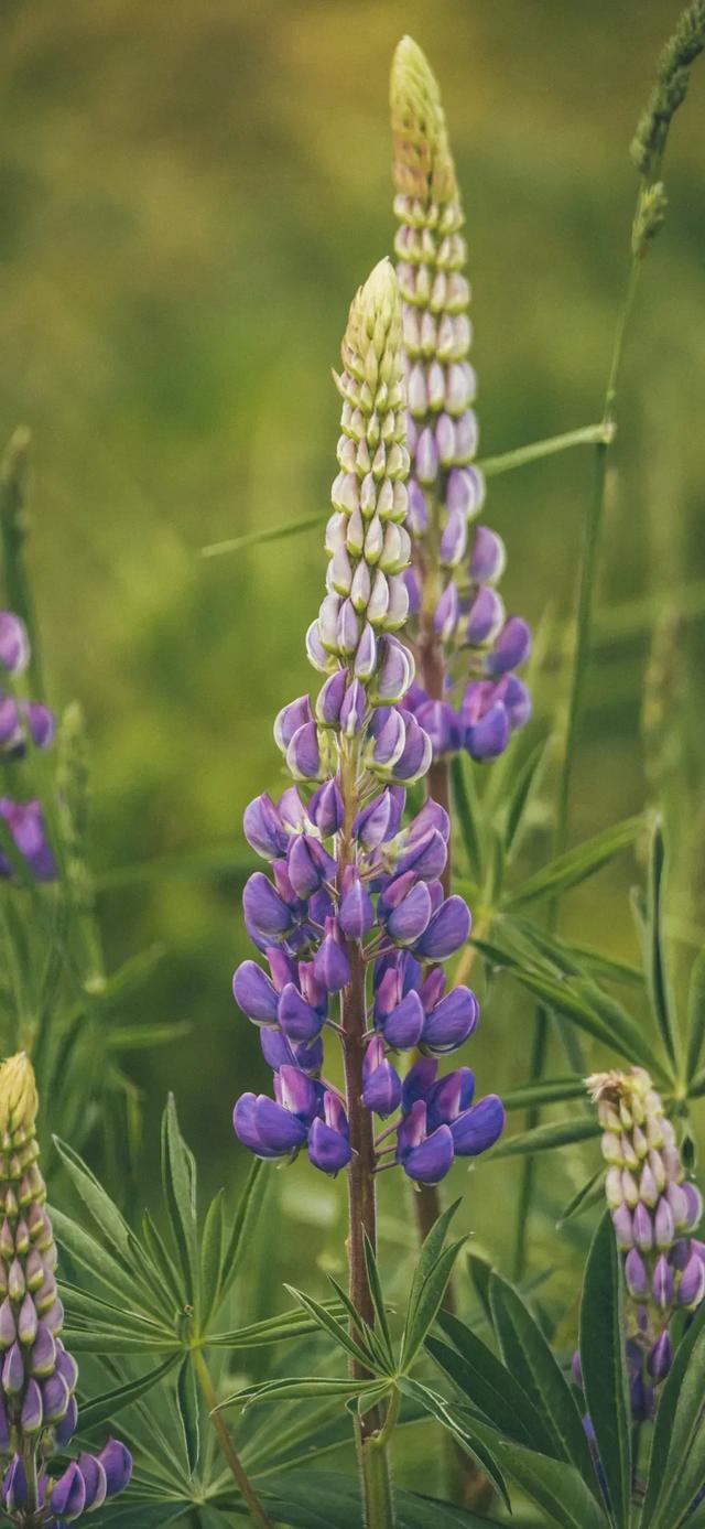 植物花卉高清壁纸:护眼,唯美小清新,挺养眼的