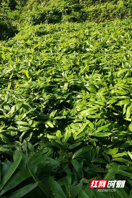 清泉浇出福满园——清泉镇以产业促乡村振兴