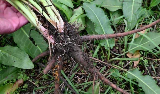 吃了能排便的野菜,俗称"通便草",也叫"金不换",煮水功效高