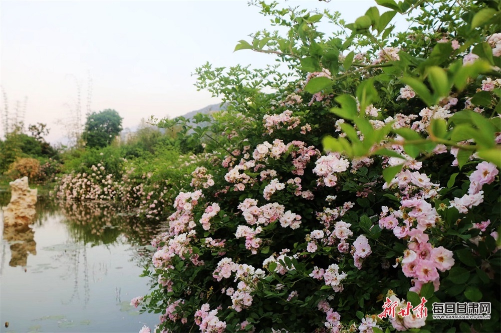 武都区政府毛鲜花图片