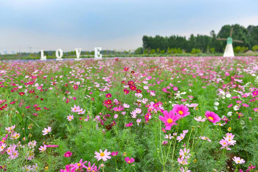 初夏的济南,盘点7处网红花海打卡地,快点收藏明年早点来打卡