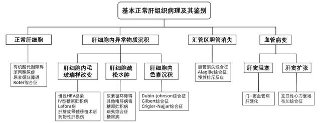 专家论坛｜赵新颜：“基本正常肝组织”的病理鉴别诊断思路