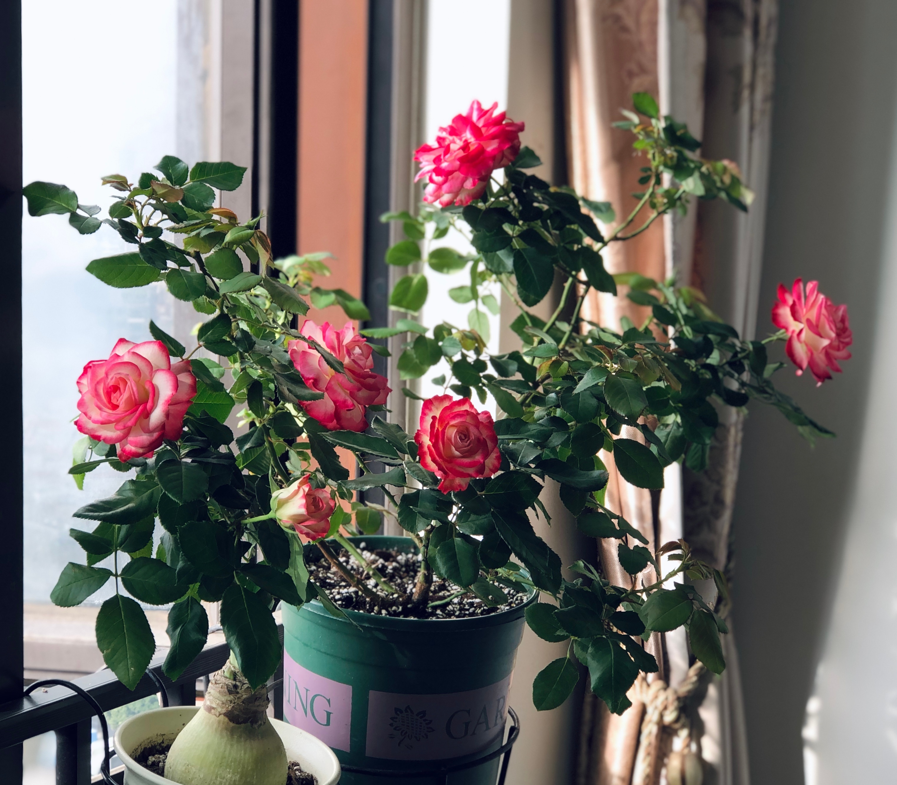 喜欢月季花,就养"摩纳哥公爵",颜值高,好养活,四季有花开