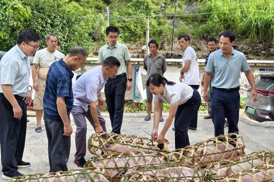 都安县板岭乡:多举措抓实群众增收工作