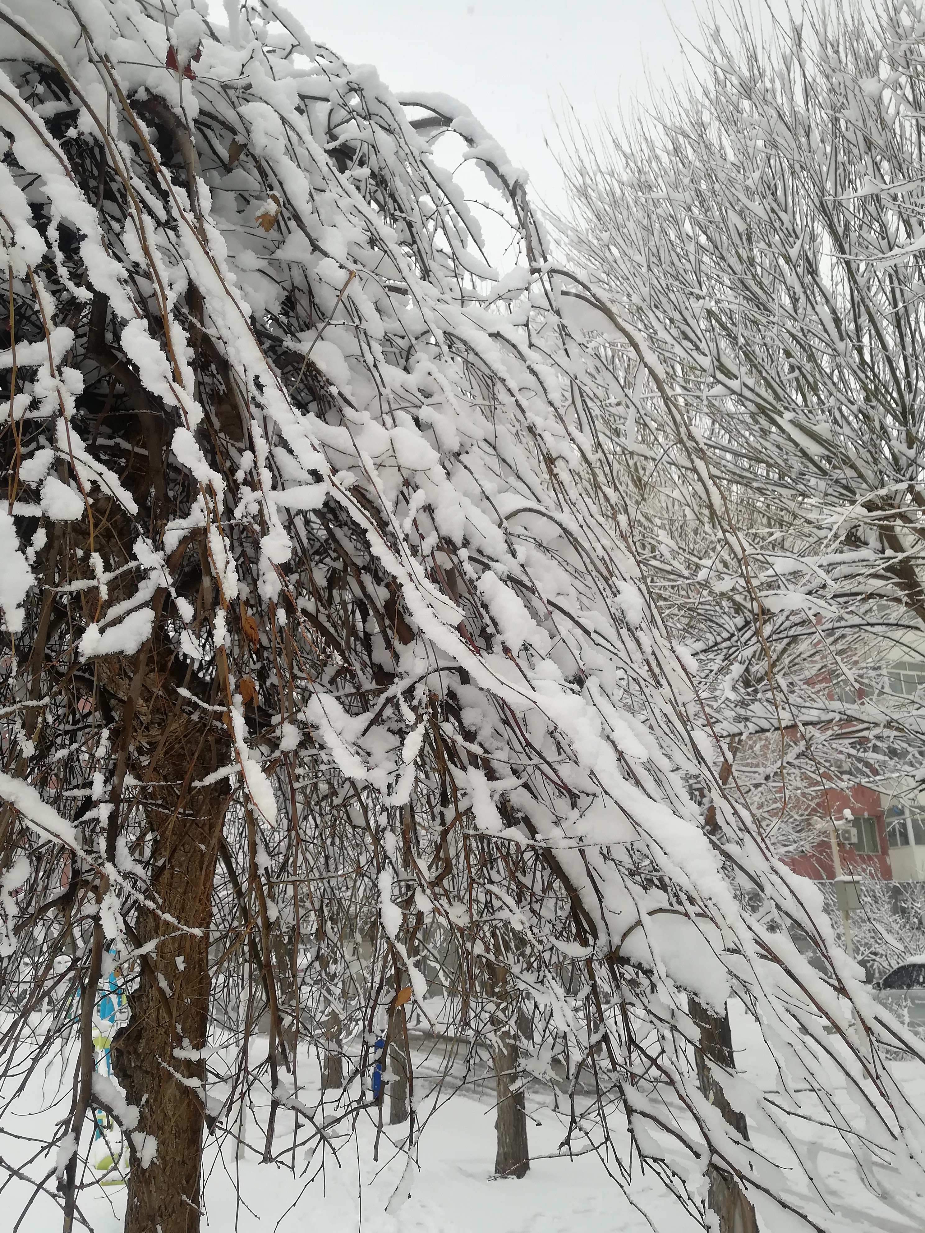 阜新雪景图片