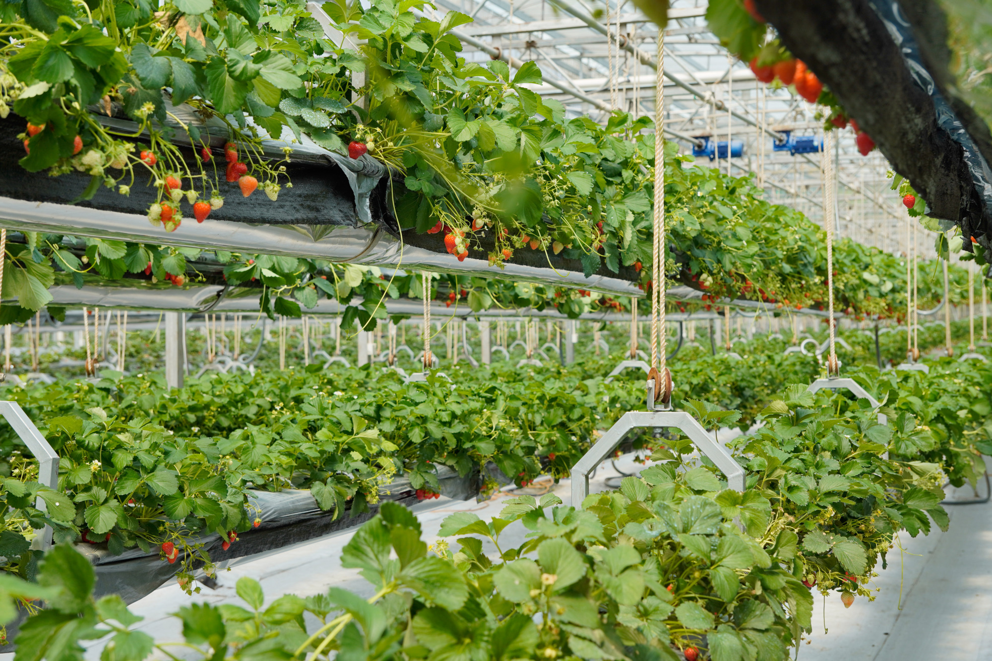 「新会旅游」新会新鲜打卡地——科技与少女感共存的空中草莓园