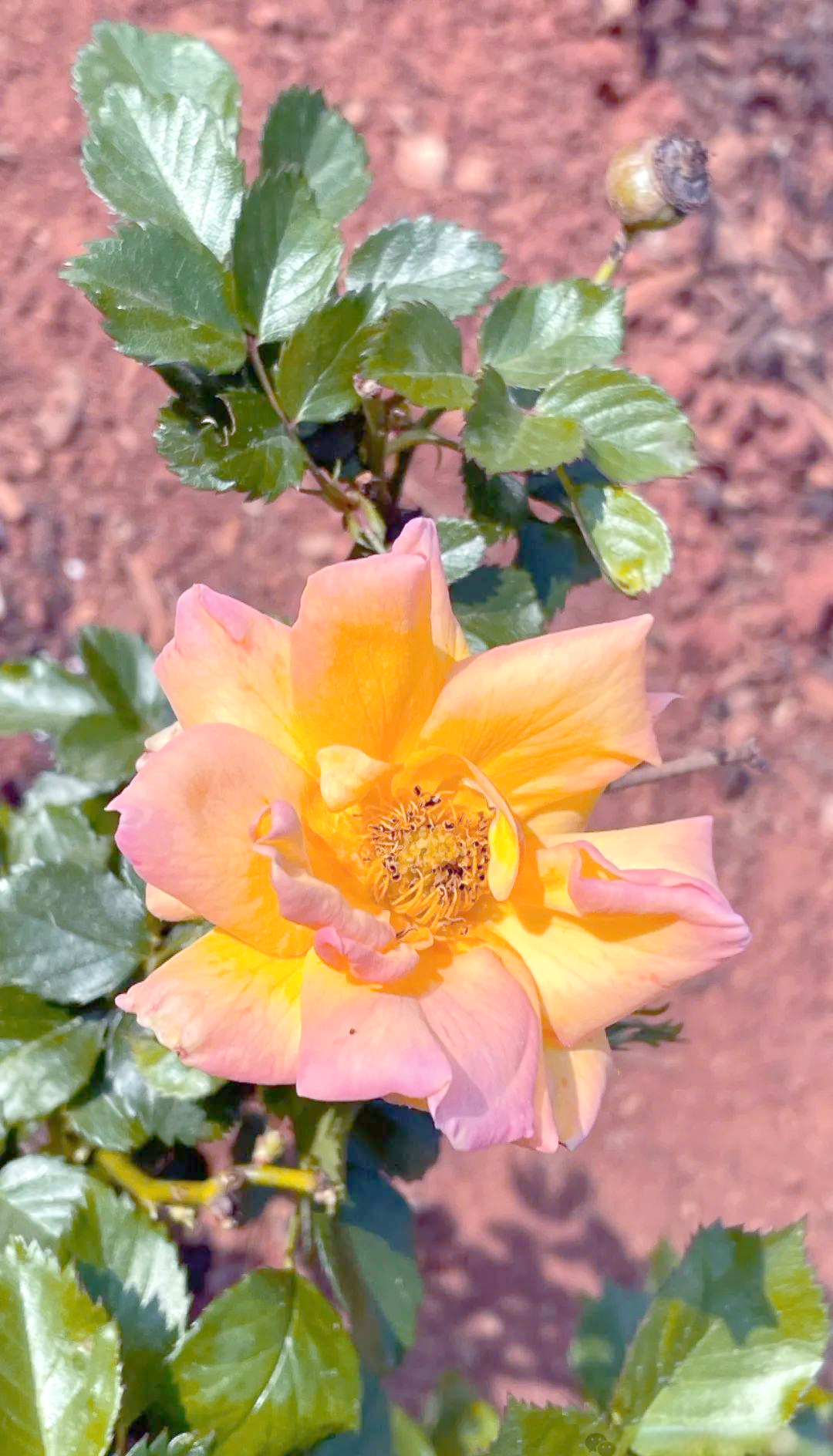 金玛丽丰花月季的介绍与特点