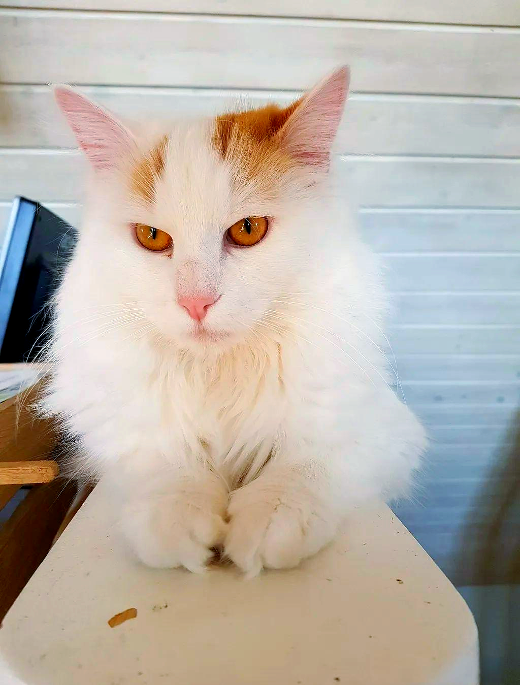 土耳其梵猫:优雅与力量的完美结合