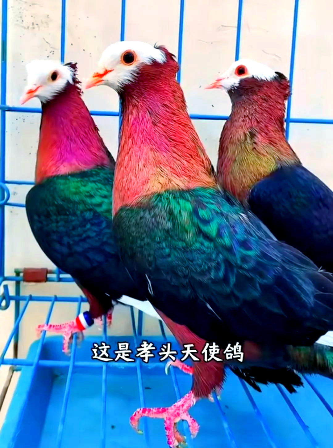 探索世界各地独特的鸽子品种