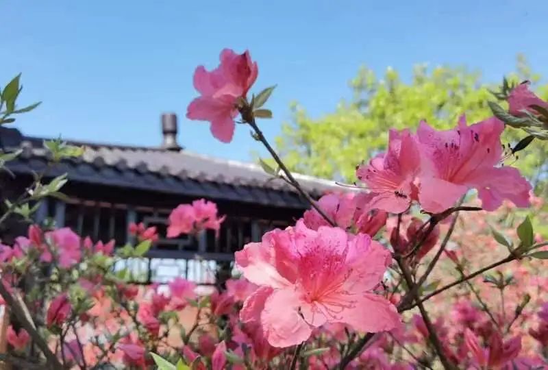 421龟峰山杜鹃花海实况