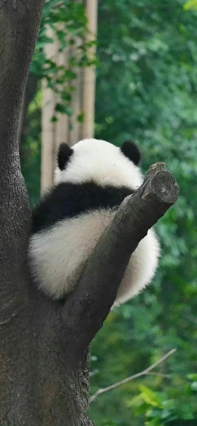 真是有趣的动物壁纸