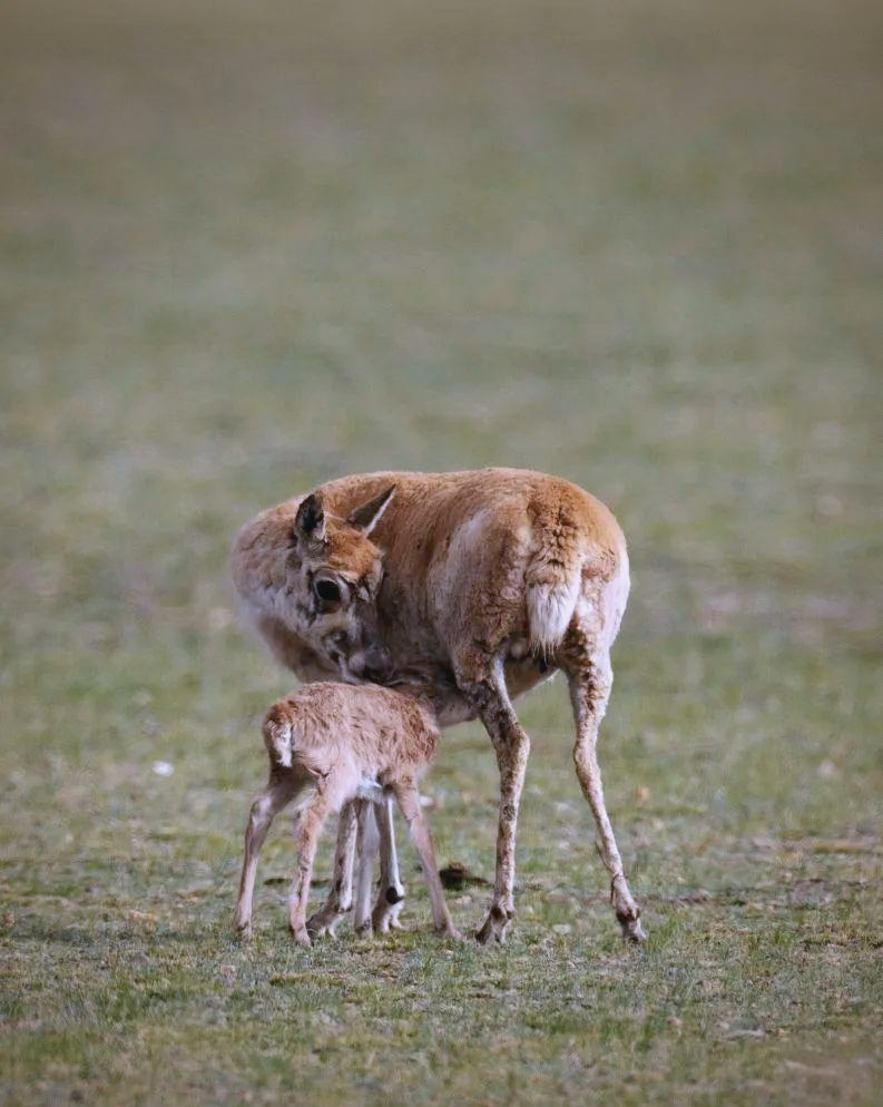 多图展示:藏羚羊幼崽在鲁确塘草原的精彩瞬间